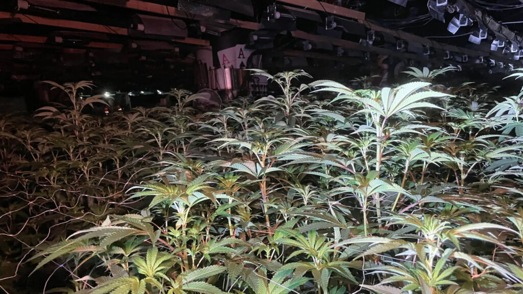 Nasad konoplje v kazinoju