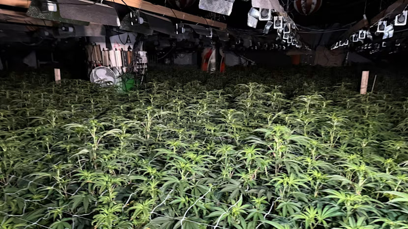 Nasad konoplje v kazinoju