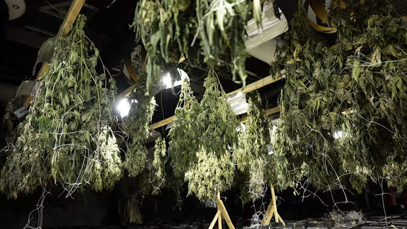 Nasad konoplje v kazinoju